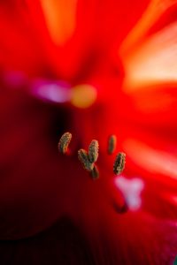 Blumige Weihnachtsgrüße