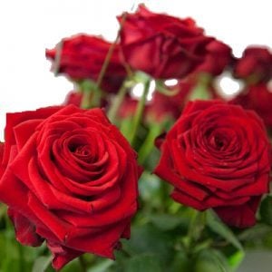 Großblütige rote Rosen