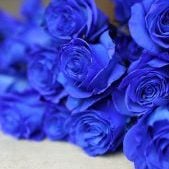 Blaue Rosen liegend