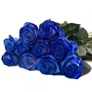 Blaue Rosen liegend von vorne