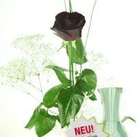 Einzelne schwarze Rose mit Schleierkraut