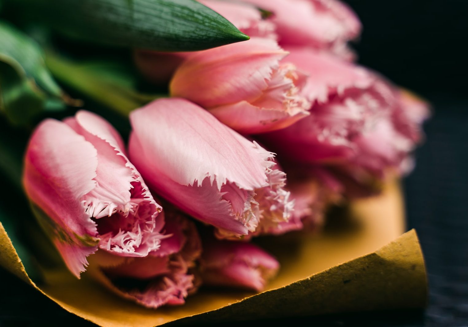 Tulpenköpfe in pink