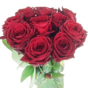 10 großblütige rote Rosen